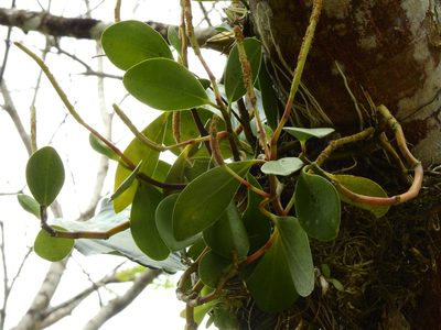 Peperomia obtusifolia, photographed by Diana Fuentes
