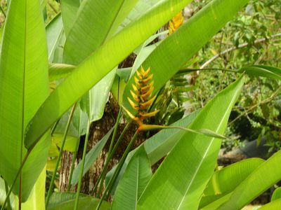 Heliconia librata, photographed by Diana Fuentes