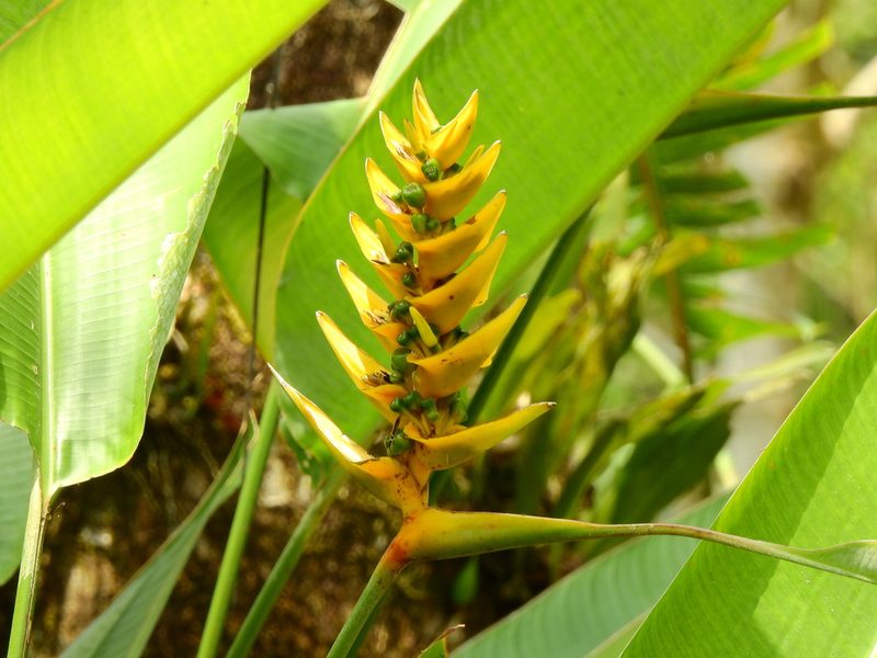 Heliconia librata, photographed by Diana Fuentes