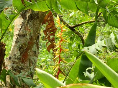 Heliconia spissa, photographed by Diana Fuentes