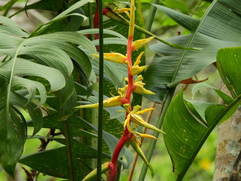 Heliconia spissa, photographed by Diana Fuentes