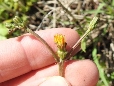 Crepis zacintha, photographed by Sam Kieschnick