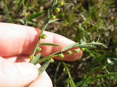 Phyllanthus maderaspatensis, photographed by Antoinette Eyssell Knox