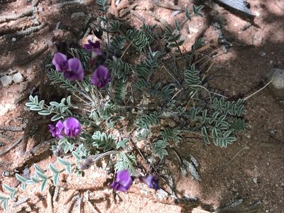 Astragalus desperatus, photographed by Robbie Hannawacker