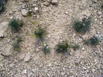 Oreocarya capitata, photographed by John Brew