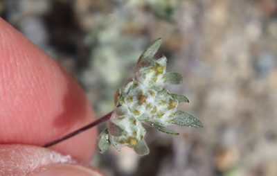 Logfia arizonica, photographed by Millie Basden