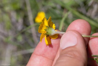 Monolopia major, photographed by Ken-ichi Ueda