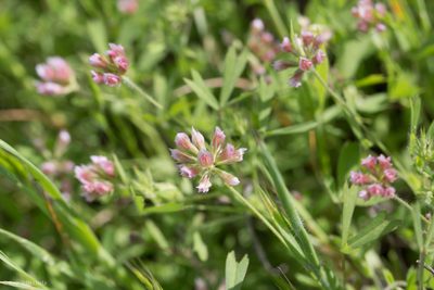 Trifolium bifidum, photographed by Ken-ichi Ueda