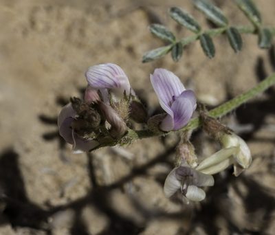 Astragalus ceramicus, photographed by Craig Martin