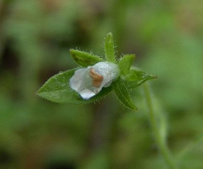 Phacelia ranunculacea, photographed by Gordon C. Snelling