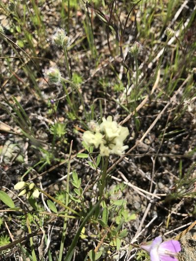 Astragalus breweri, photographed by Sarah Angulo