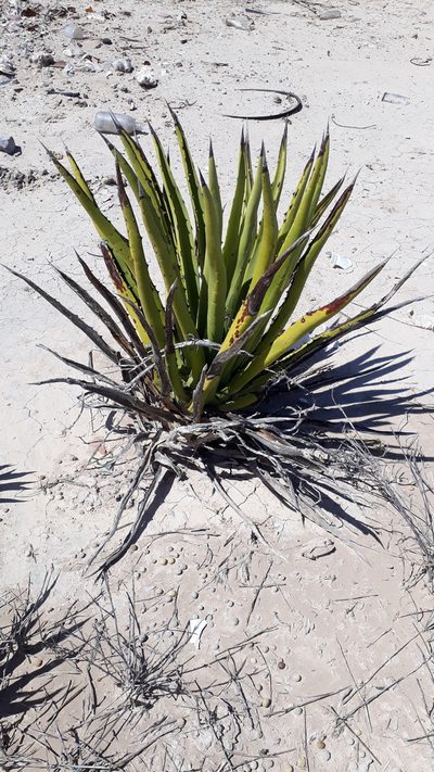 Agave datylio, photographed by Daniela Gámez