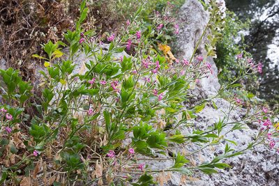 Silene fruticosa, photographed by Drepanostoma