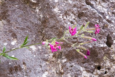 Silene fruticosa, photographed by Drepanostoma