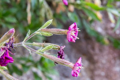 Silene fruticosa, photographed by Drepanostoma