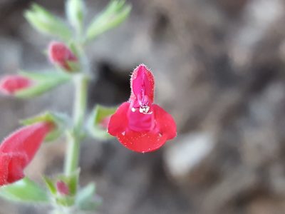 Salvia henryi, photographed by Alex Abair