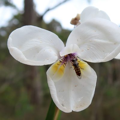 Diplarrena moraea, photographed by Cowirrie