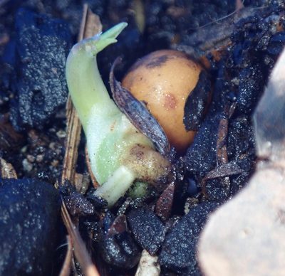 Dracaena draco, photographed by Jenny Christianson