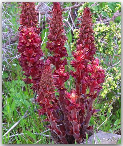 Orobanche variegata, photographed by Aissa Djamel Filali