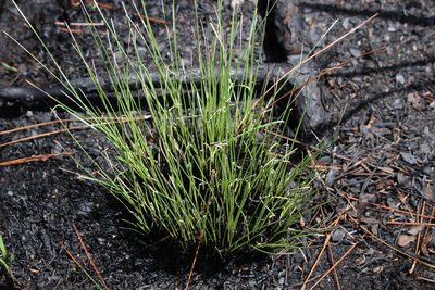 Aristida beyrichiana, photographed by Lauren McLaurin