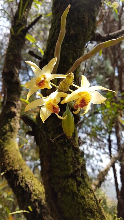 Dendrobium heterocarpum, photographed by Neil Alderson