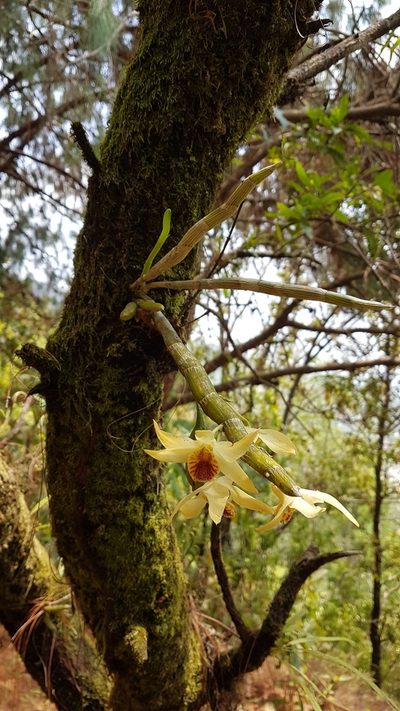 Dendrobium heterocarpum, photographed by Neil Alderson