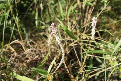 Hermbstaedtia linearis, photographed by Andrew Hankey