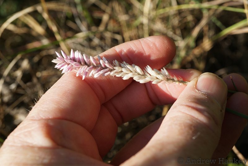 Hermbstaedtia linearis, photographed by Andrew Hankey