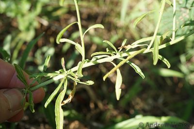 Hermbstaedtia linearis, photographed by Andrew Hankey