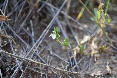 Justicia anagalloides, photographed by Andrew Hankey