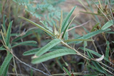 Melhania prostrata, photographed by Andrew Hankey
