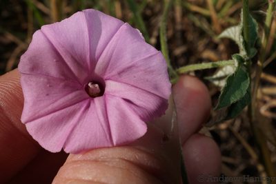 Ipomoea magnusiana, photographed by Andrew Hankey