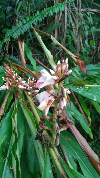Alpinia pricei, photographed by Cheng-Te Hsu