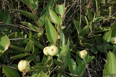 Ziziphus zeyheriana, photographed by Andrew Hankey