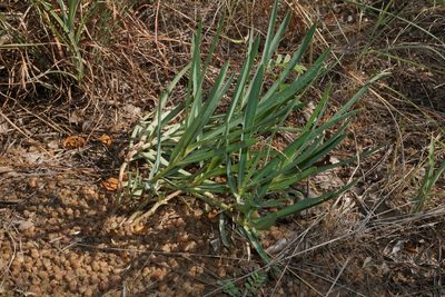 Euphorbia trichadenia, photographed by Andrew Hankey