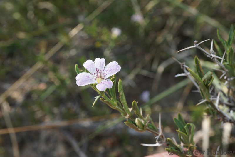 Barleria virgula, photographed by Andrew Hankey