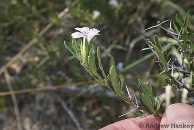 Barleria virgula, photographed by Andrew Hankey