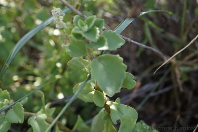 Coleus cylindraceus, photographed by Andrew Hankey