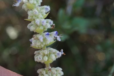 Coleus cylindraceus, photographed by Andrew Hankey