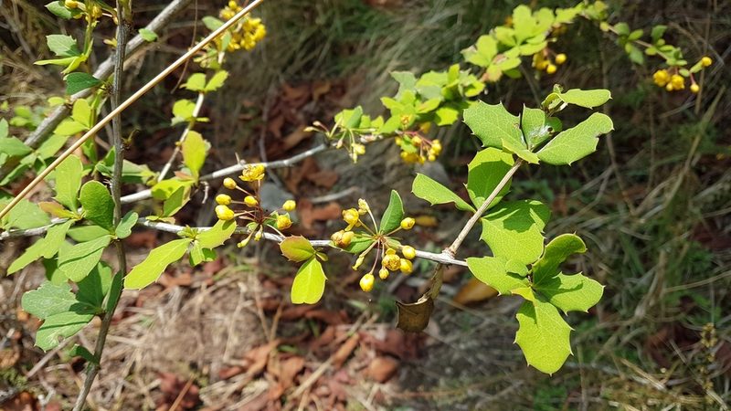 Berberis asiatica, photographed by Neil Alderson