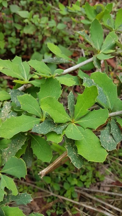 Berberis asiatica, photographed by Neil Alderson