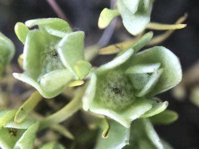 Psilocarphus chilensis, photographed by Kyle Nessen