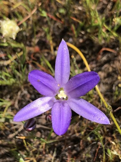 Brodiaea jolonensis, photographed by Kyle Nessen