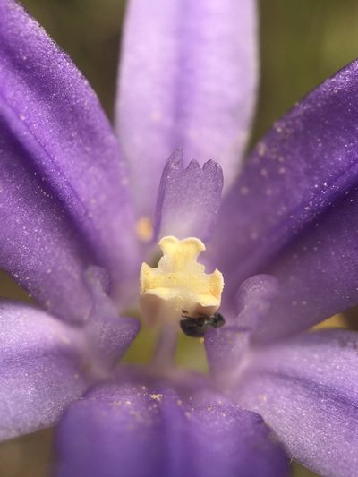 Brodiaea jolonensis, photographed by Kyle Nessen