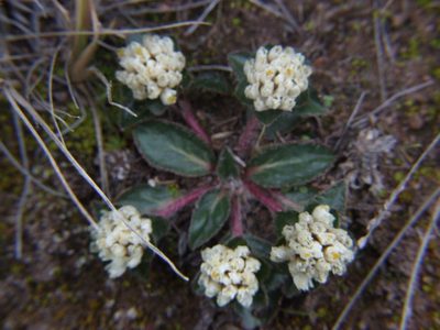 Gomphrena meyeniana, photographed by cstobie