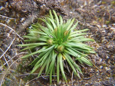 Novenia acaulis, photographed by cstobie