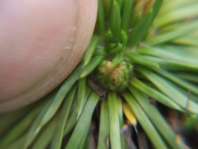 Novenia acaulis, photographed by cstobie