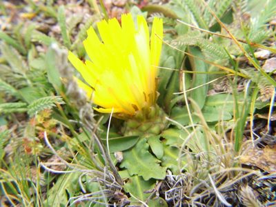 Hypochaeris meyeniana, photographed by cstobie