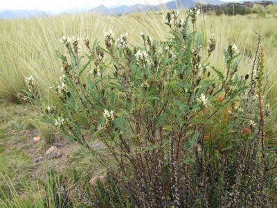 Astragalus garbancillo, photographed by cstobie