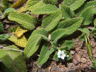 Lepechinia meyenii, photographed by cstobie